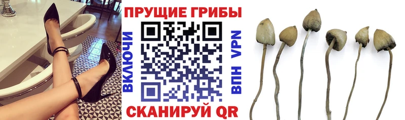 где можно купить наркотик  Прохладный  Псилоцибиновые грибы Psilocybine cubensis 